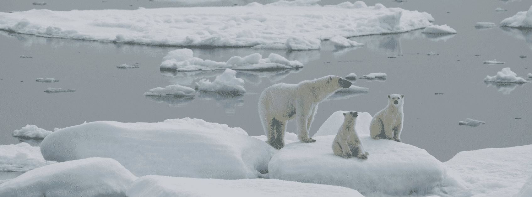 Региональные экосмены «Арктика в твоих руках»